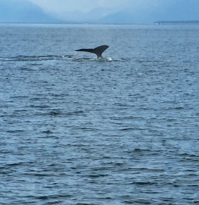 HumpbackTailJuneau