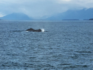 HumpbacksBubbleNet